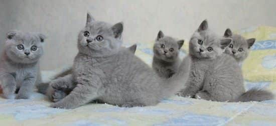 chatons british shorthair bleu