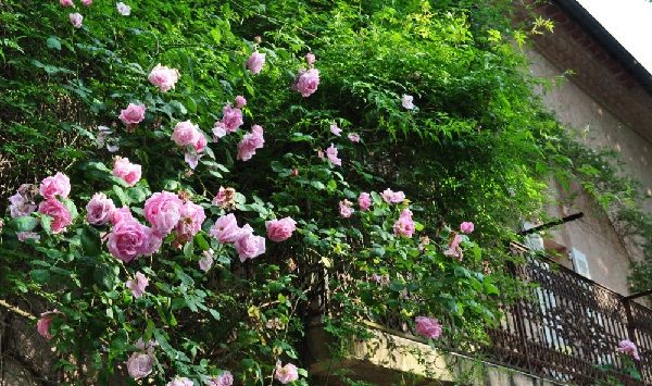 avantages plantes grimpantes