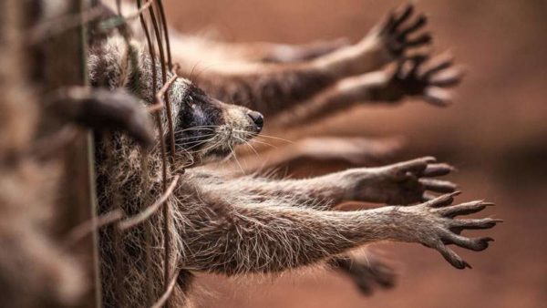 éliminer toutes les collections basées sur des fourrures animales