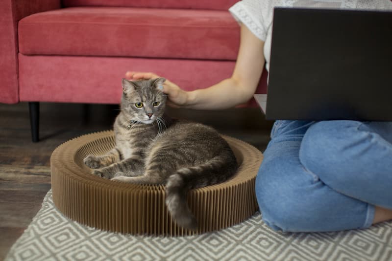 Petit coin douillet du chat
