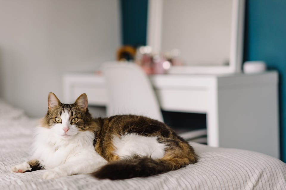 dangers des accessoires de sécurité pour chat 3
