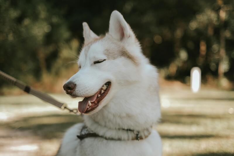 husky qui sourit